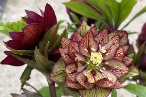 Helleborus 'Childhood Sweetheart' New 2024